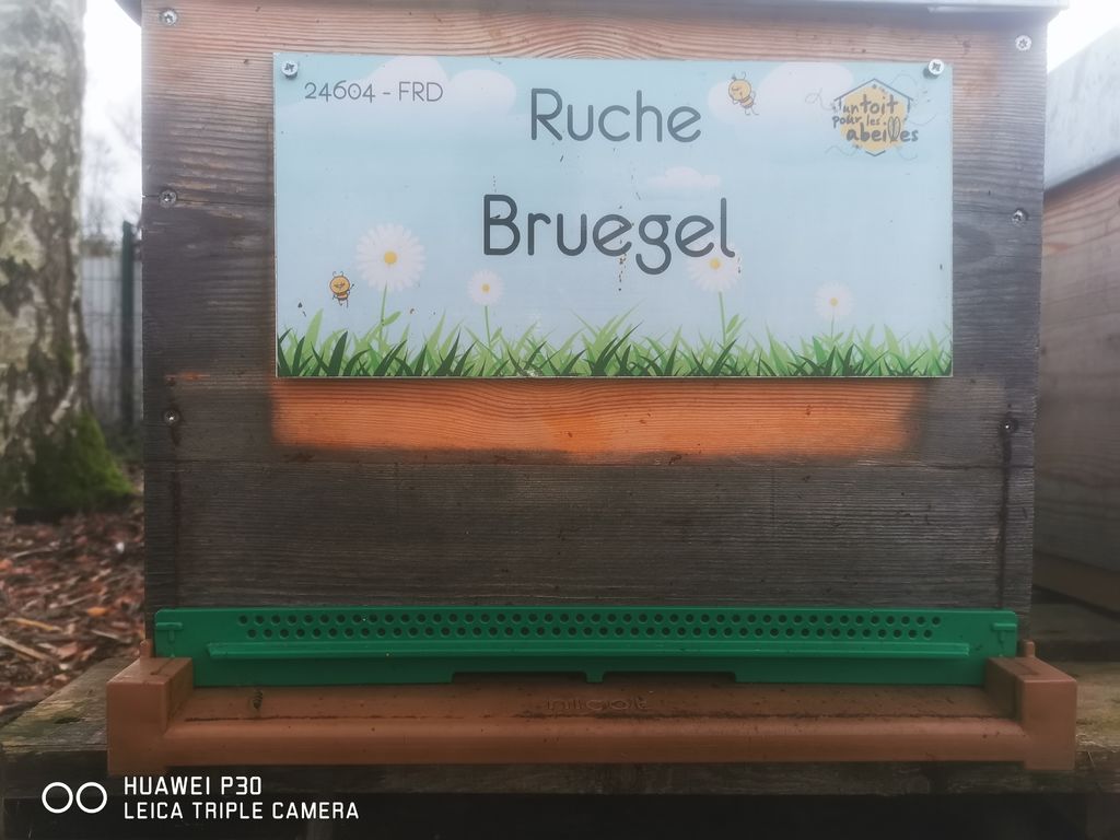 La ruche Bruegel
