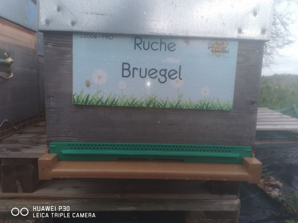 La ruche Bruegel