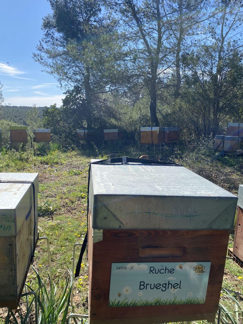La ruche Brueghel