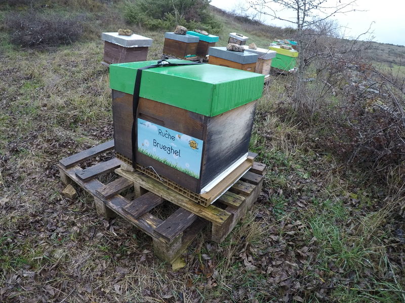 La ruche Brueghel