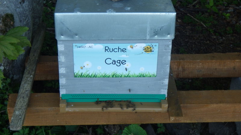 La ruche Cage