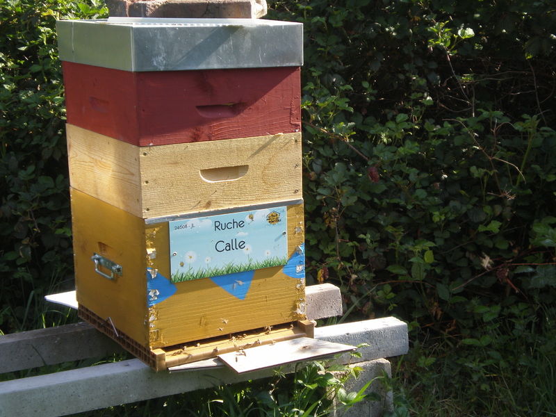 La ruche Calle