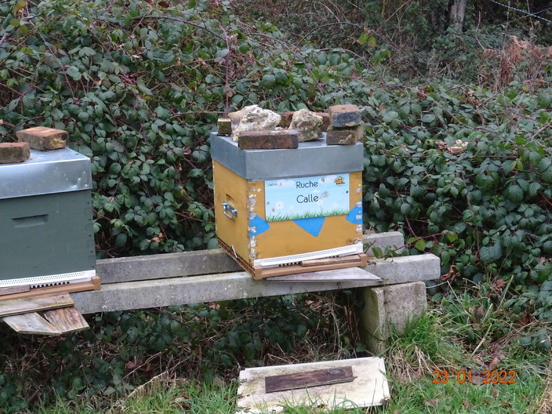 La ruche Calle
