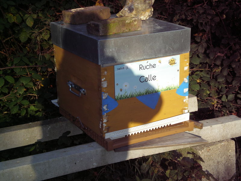 La ruche Calle