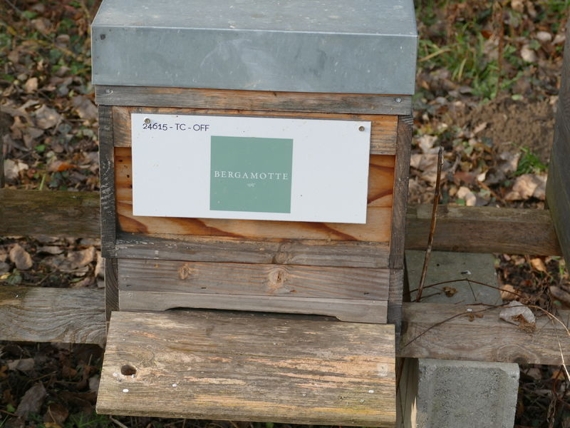 La ruche Bergamotte