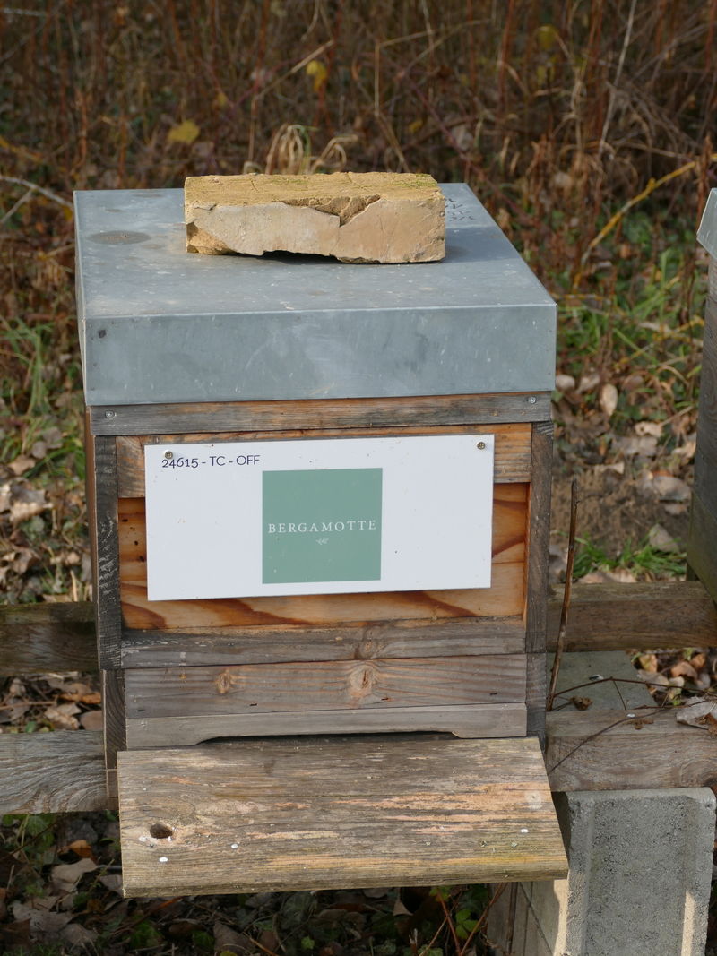 La ruche Bergamotte
