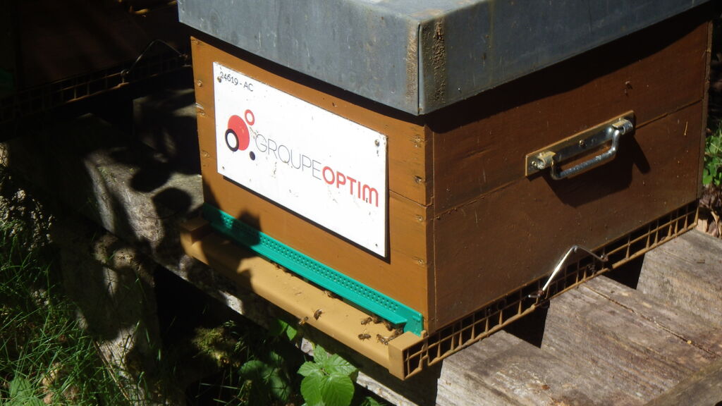 La ruche Groupe Optim 