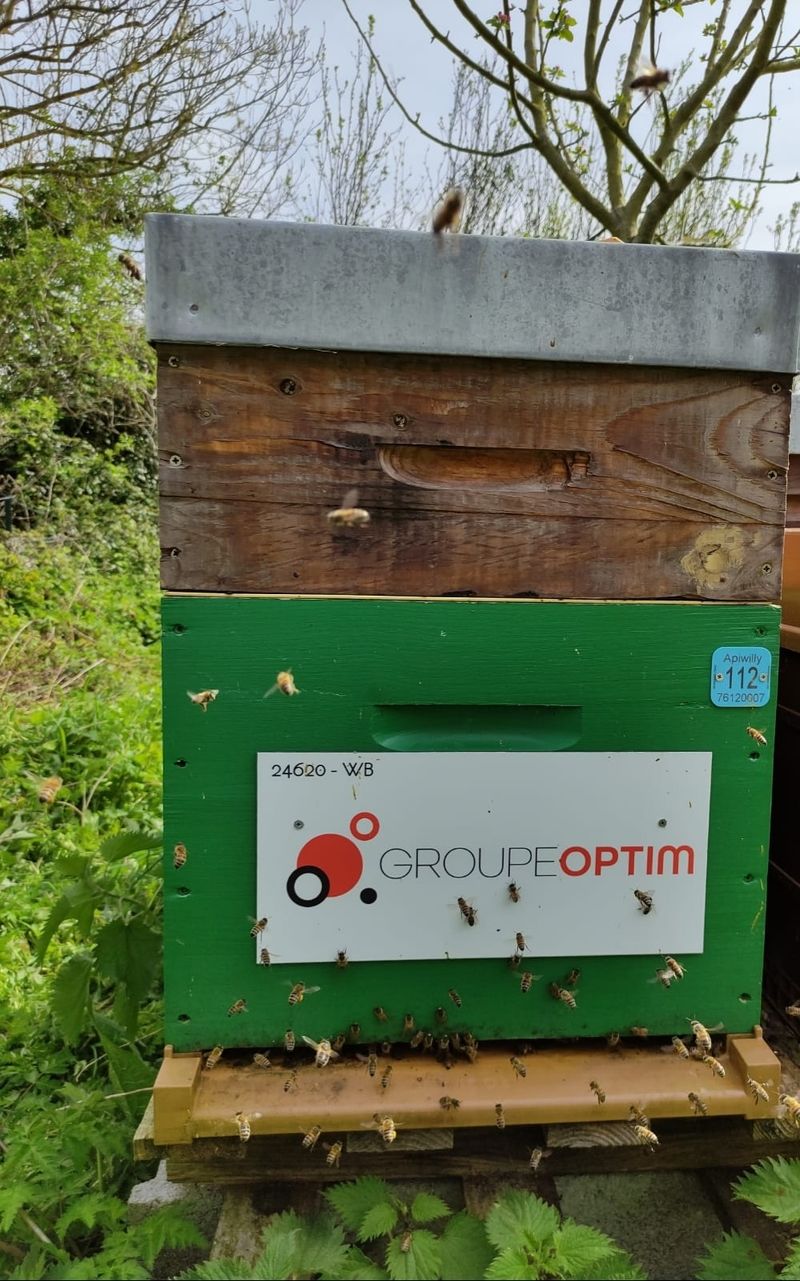 La ruche Groupe Optim 