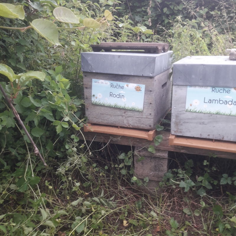 La ruche Rodin