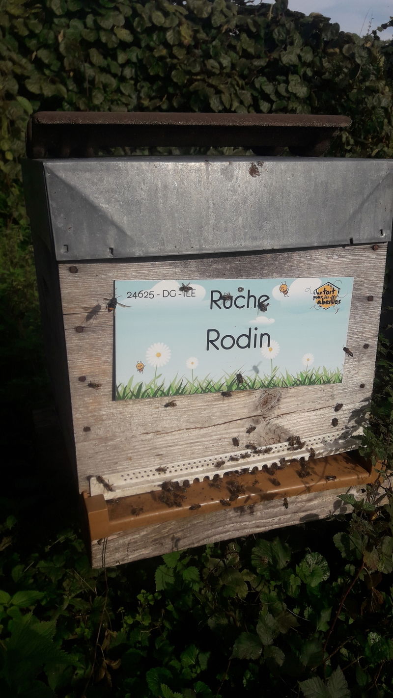 La ruche Rodin