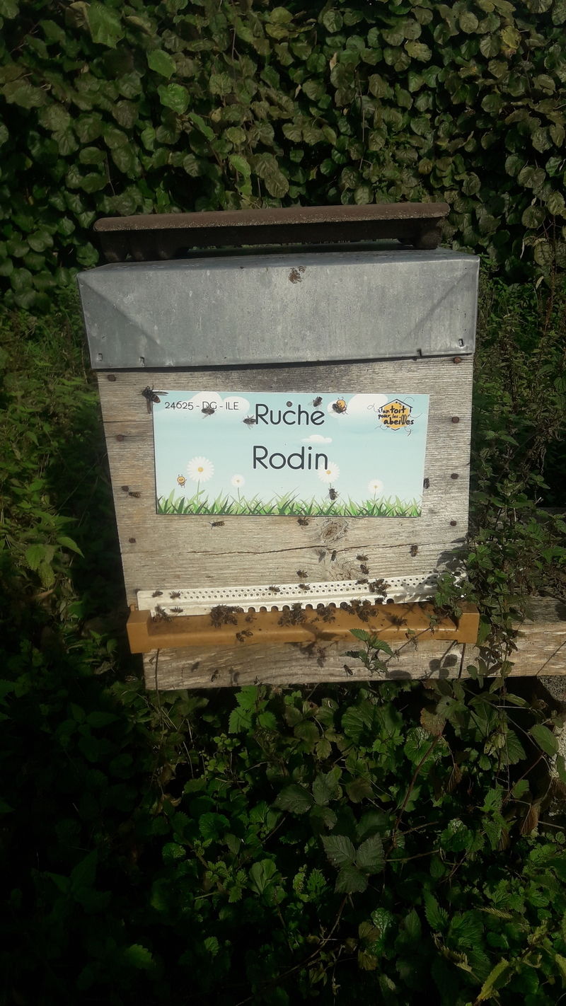 La ruche Rodin