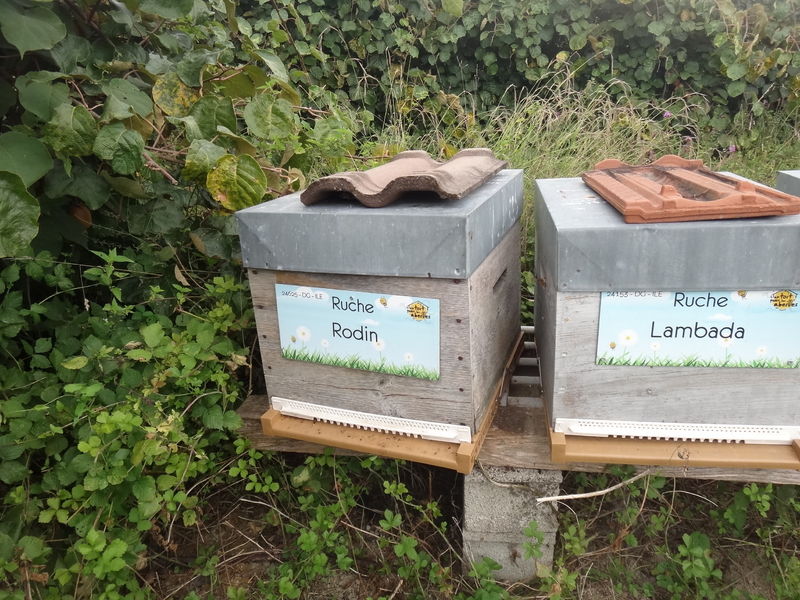 La ruche Rodin