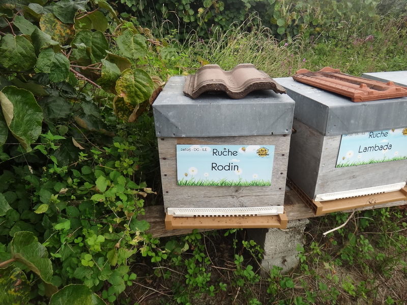 La ruche Rodin