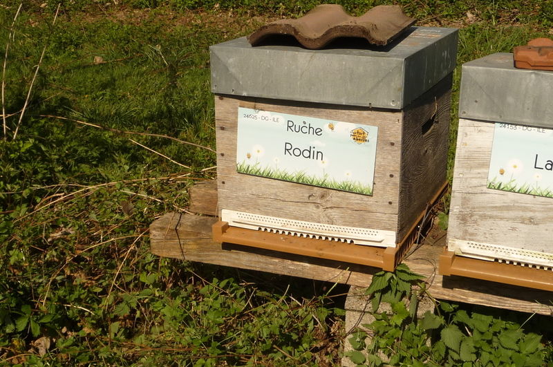 La ruche Rodin