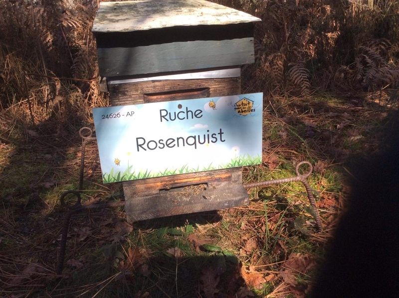 La ruche Rosenquist