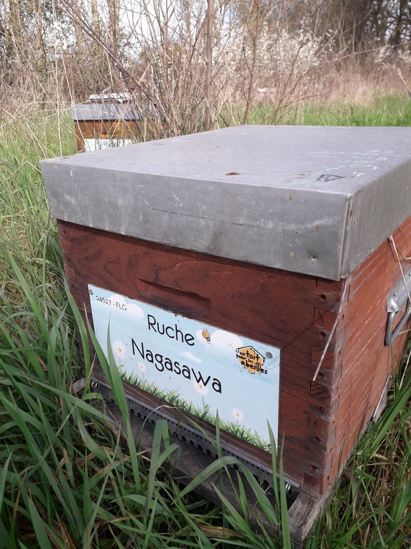 La ruche Nagasawa