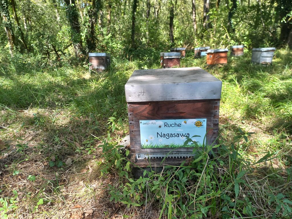La ruche Nagasawa