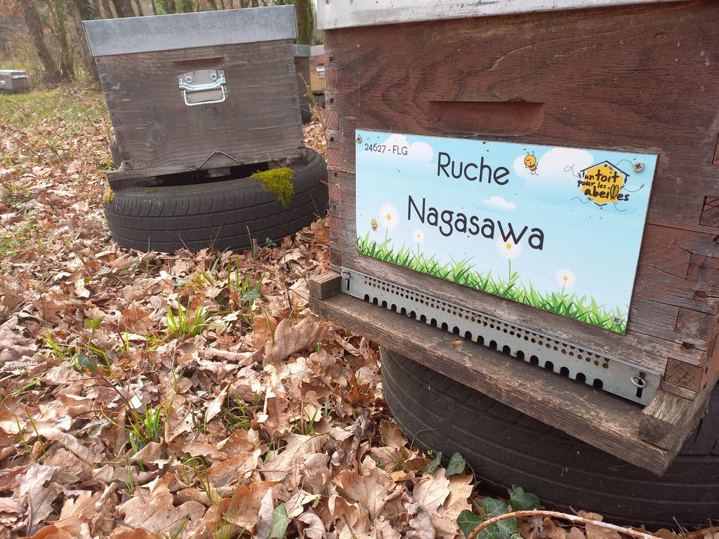 La ruche Nagasawa