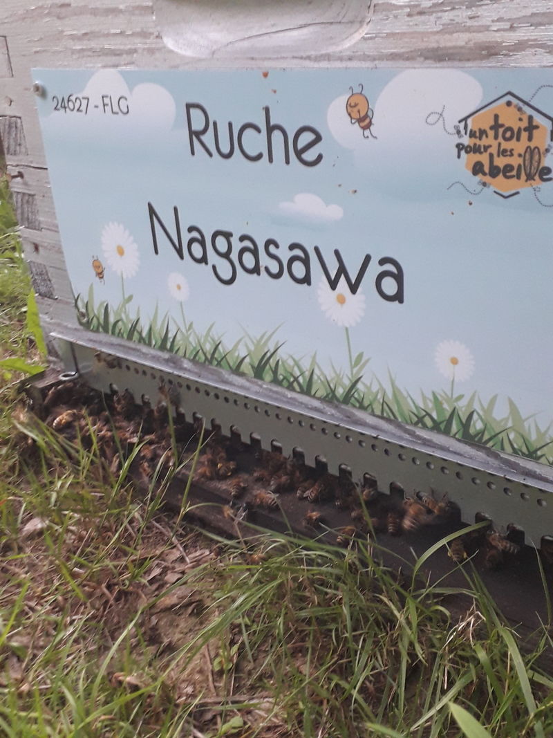 La ruche Nagasawa