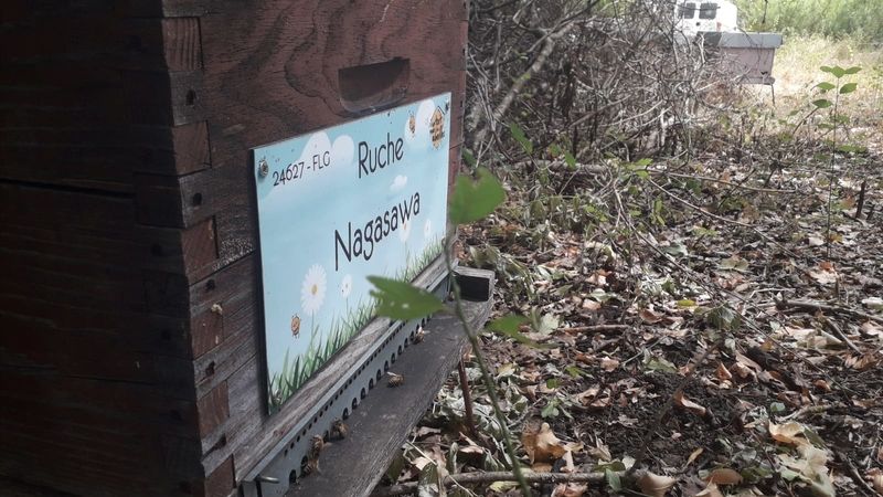 La ruche Nagasawa