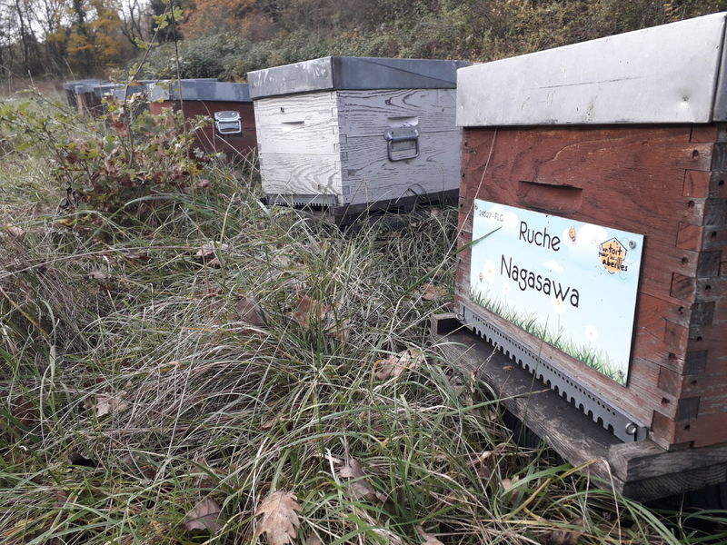 La ruche Nagasawa
