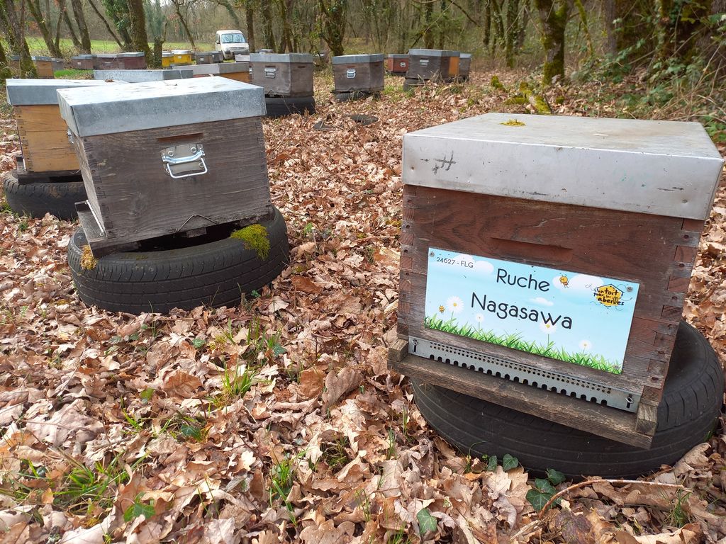 La ruche Nagasawa