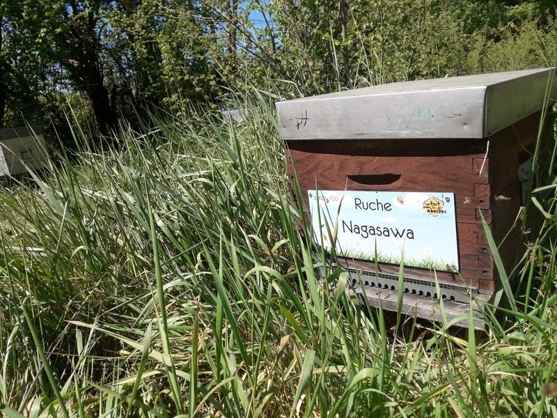 La ruche Nagasawa