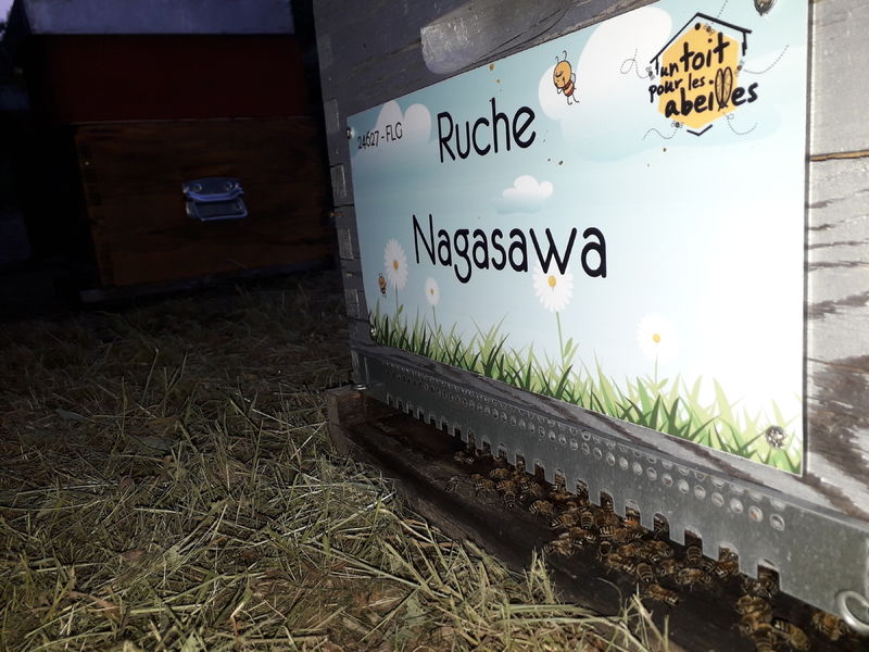 La ruche Nagasawa