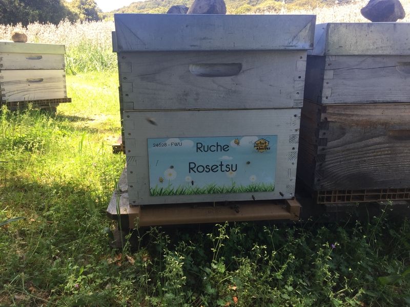 La ruche Rosetsu