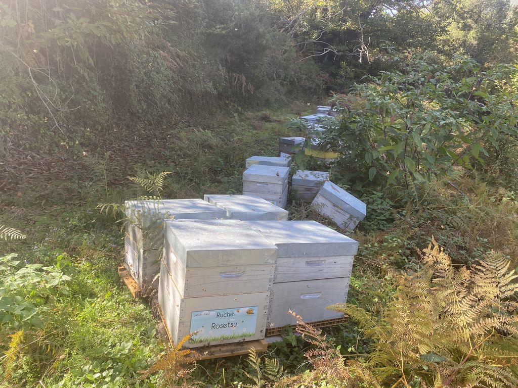 La ruche Rosetsu