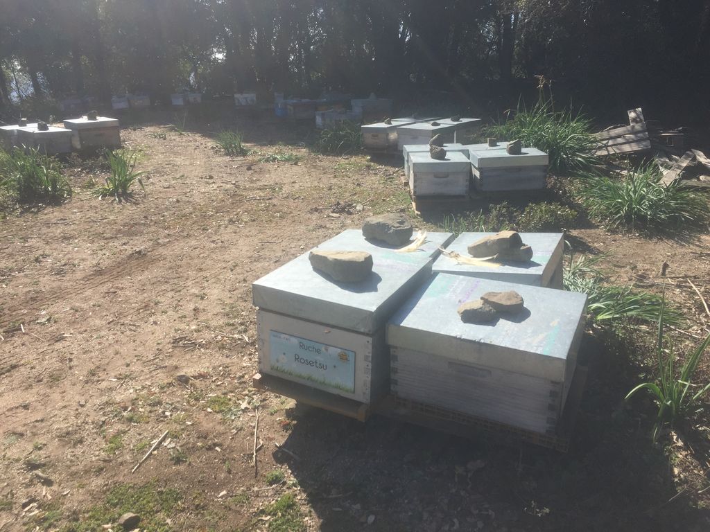La ruche Rosetsu