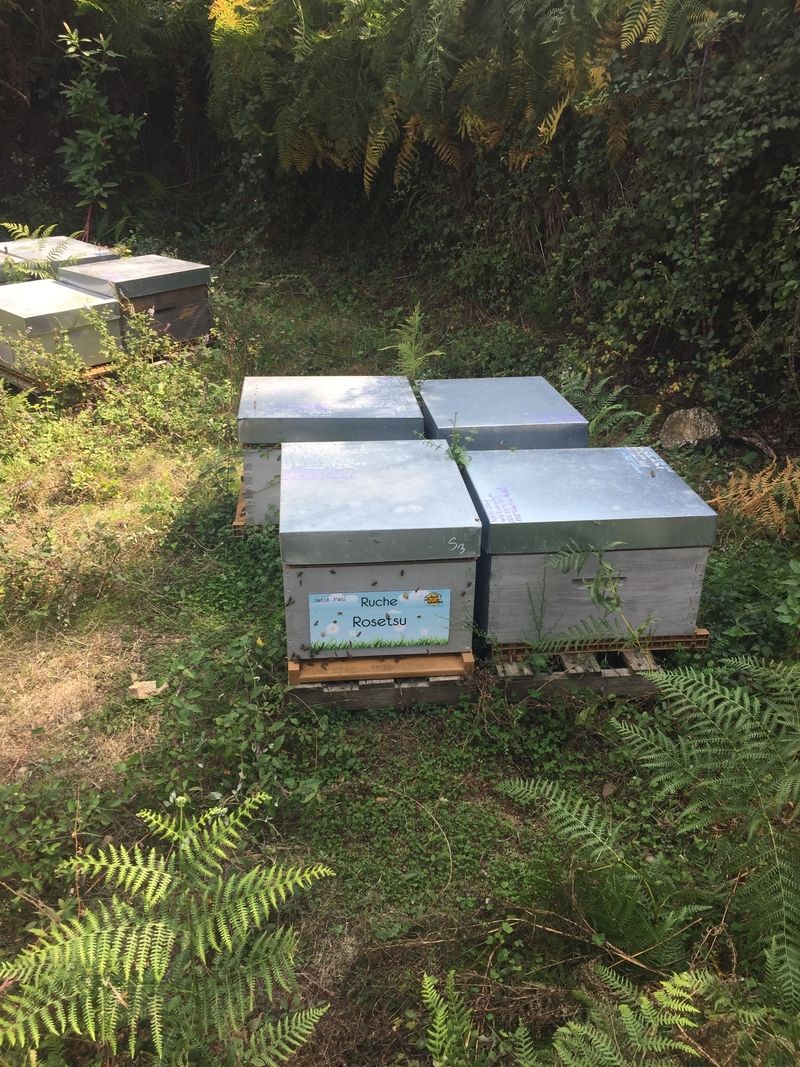 La ruche Rosetsu