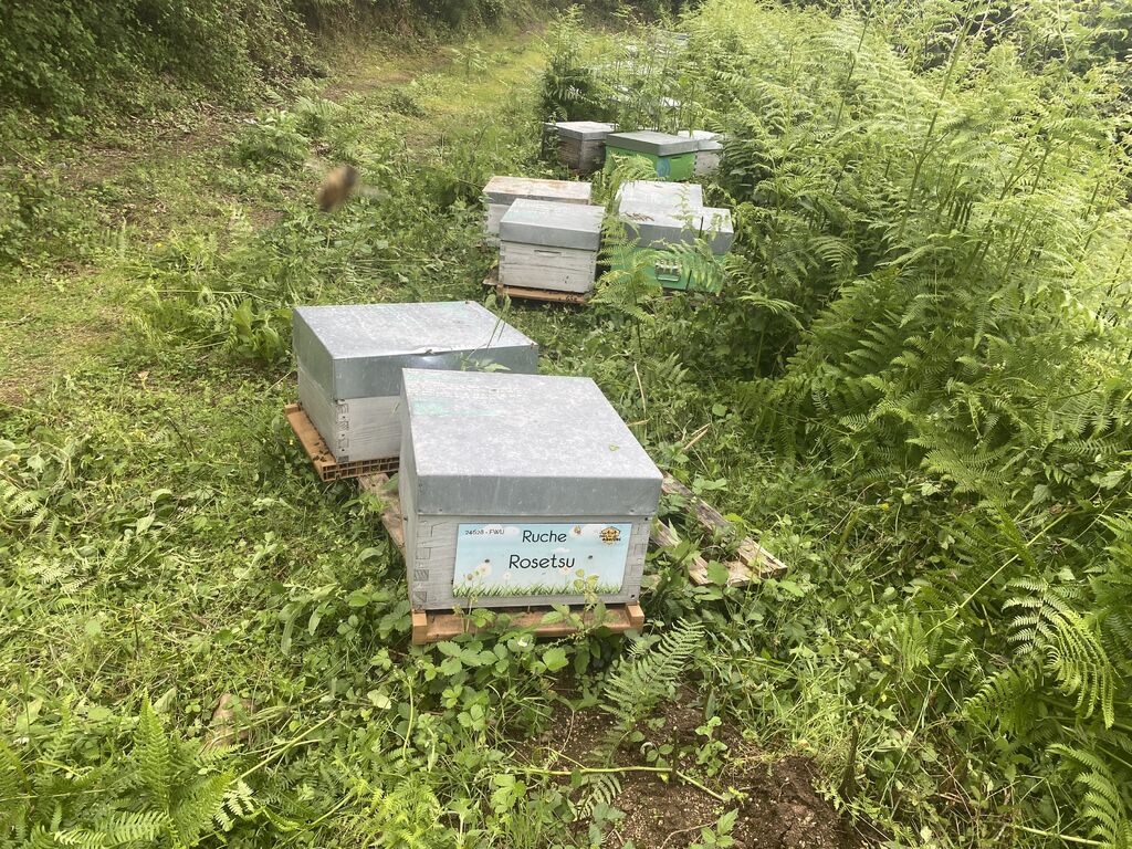La ruche Rosetsu