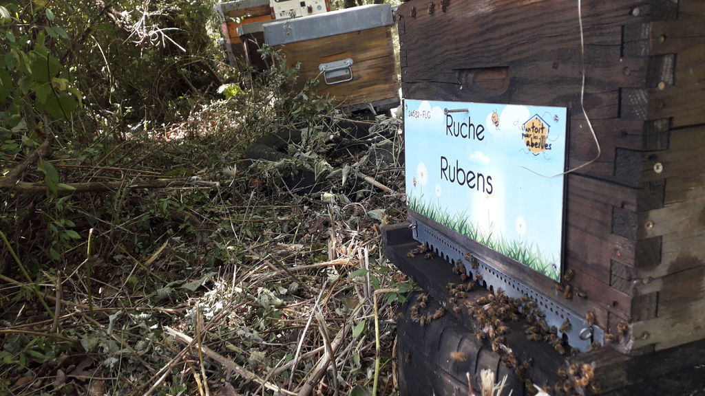 La ruche Rubens