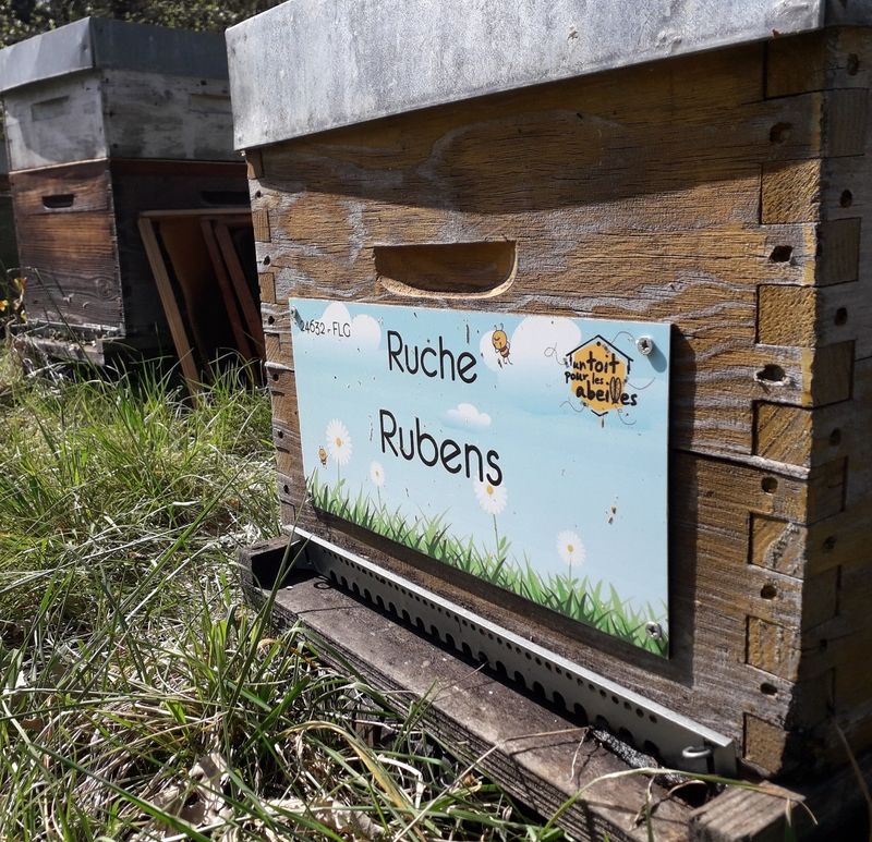 La ruche Rubens