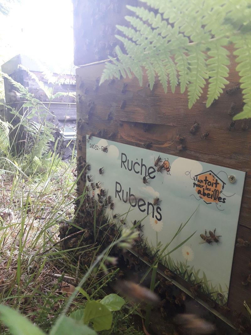 La ruche Rubens