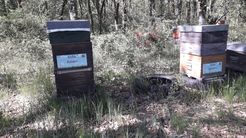 La ruche Rubens