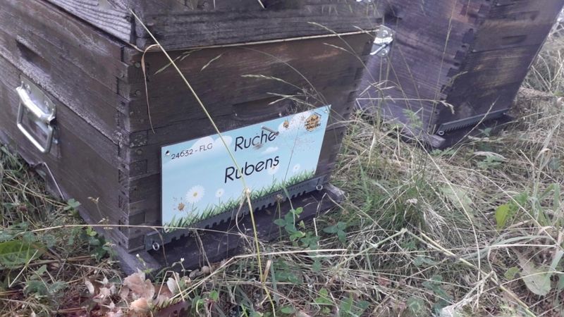 La ruche Rubens