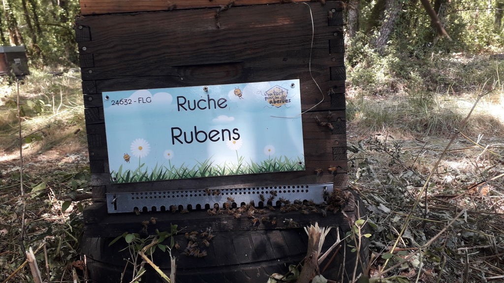 La ruche Rubens