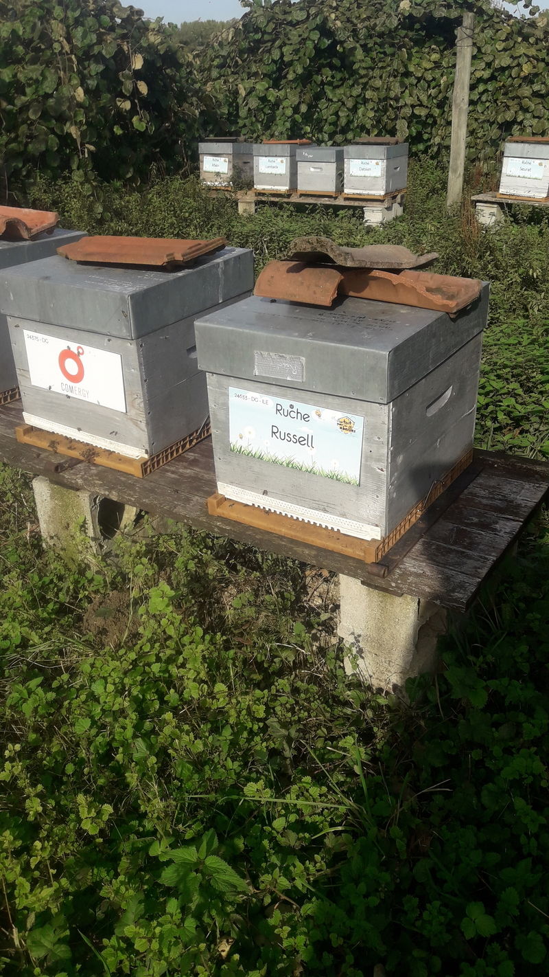 La ruche Russell