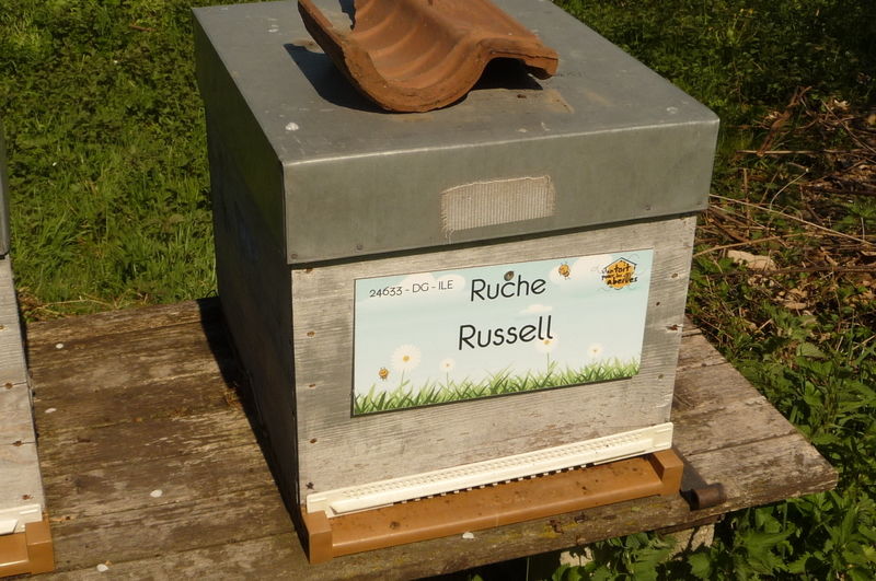 La ruche Russell