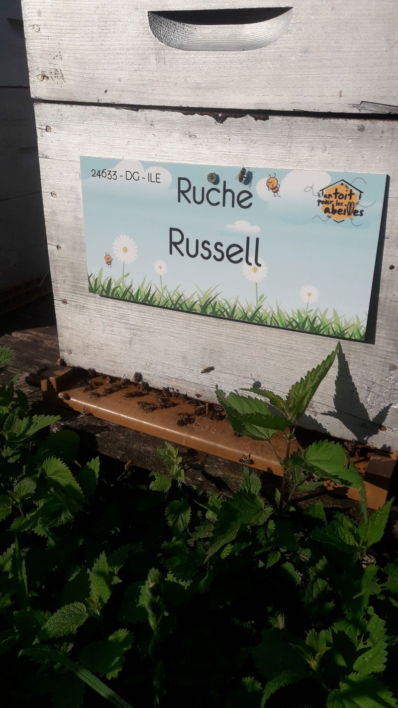 La ruche Russell