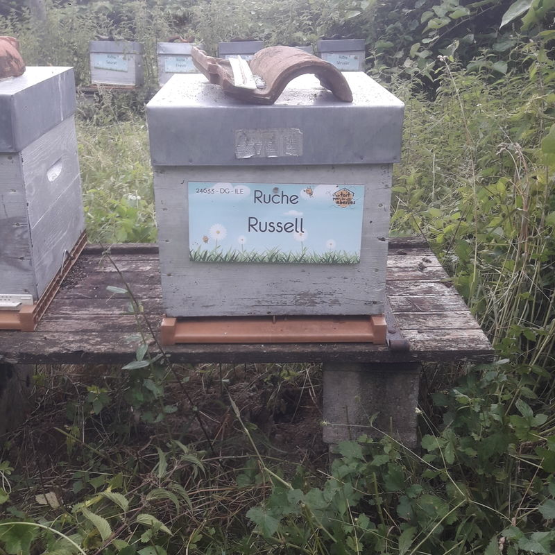 La ruche Russell