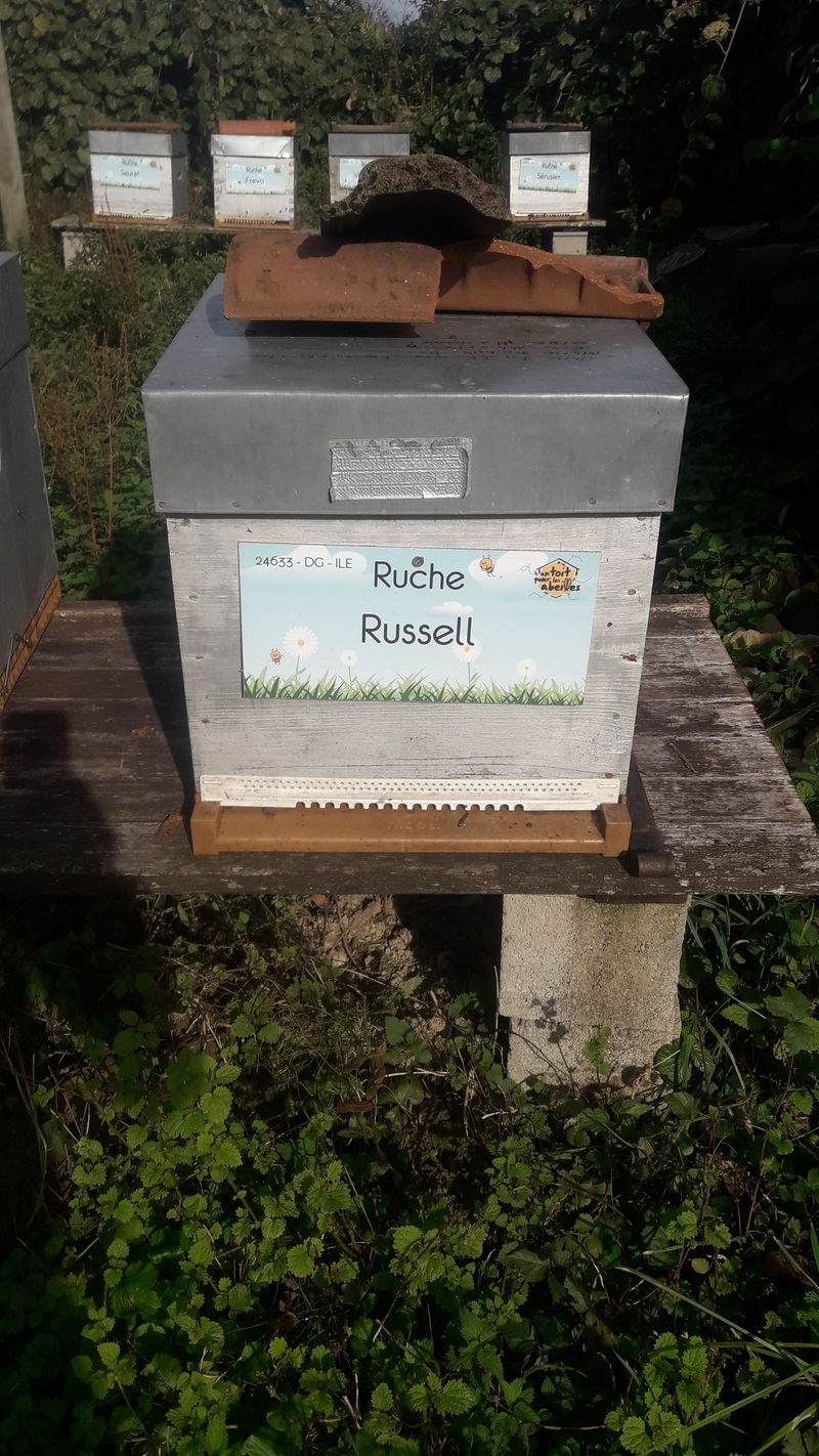 La ruche Russell