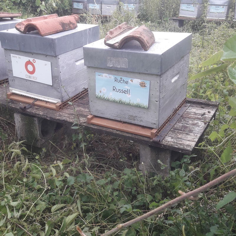 La ruche Russell
