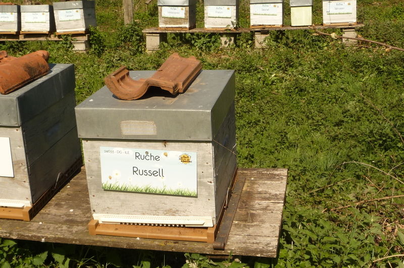La ruche Russell