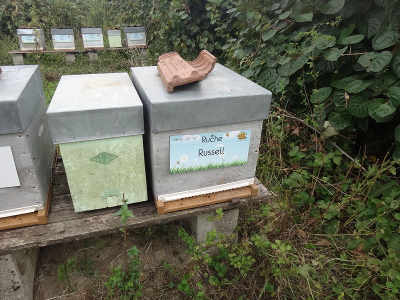 La ruche Russell