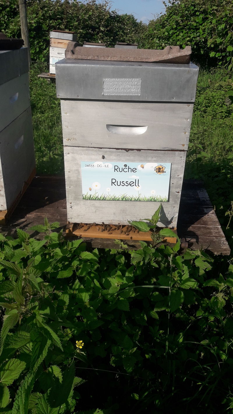 La ruche Russell