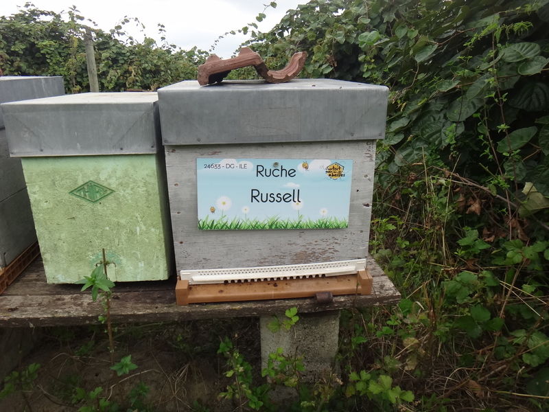 La ruche Russell