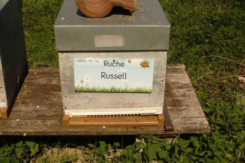 La ruche Russell